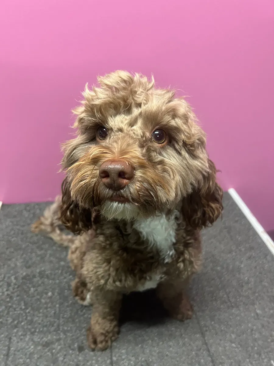 A curly pup sitting pretty