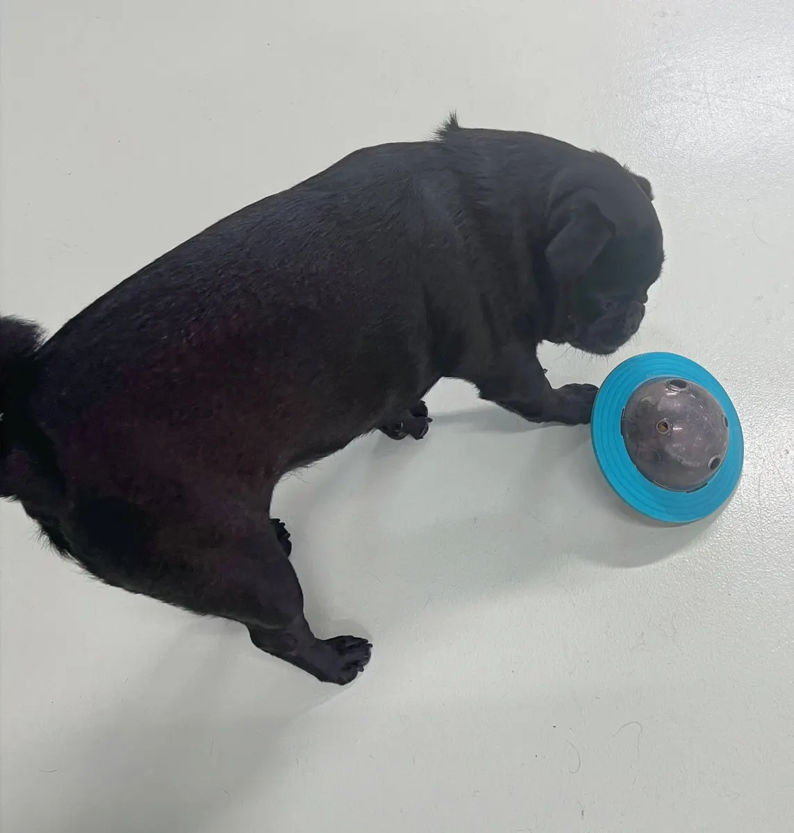 A pup busy with a treat-dispensing toy