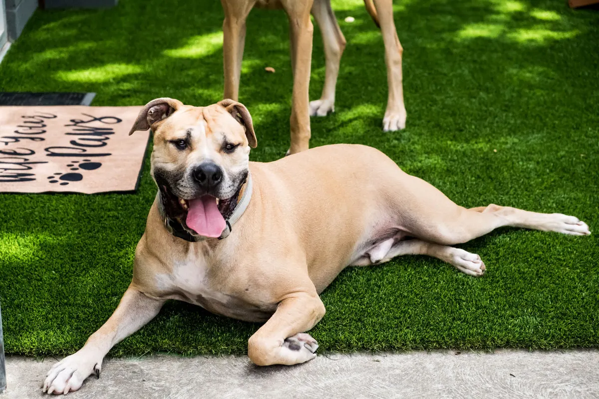 A happy dog stretched out on the lawn