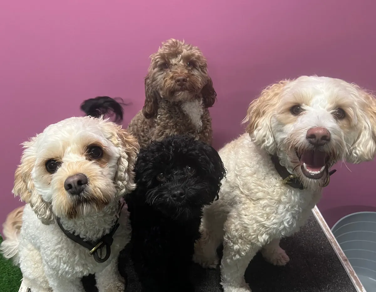 Four fluffy friends lined up