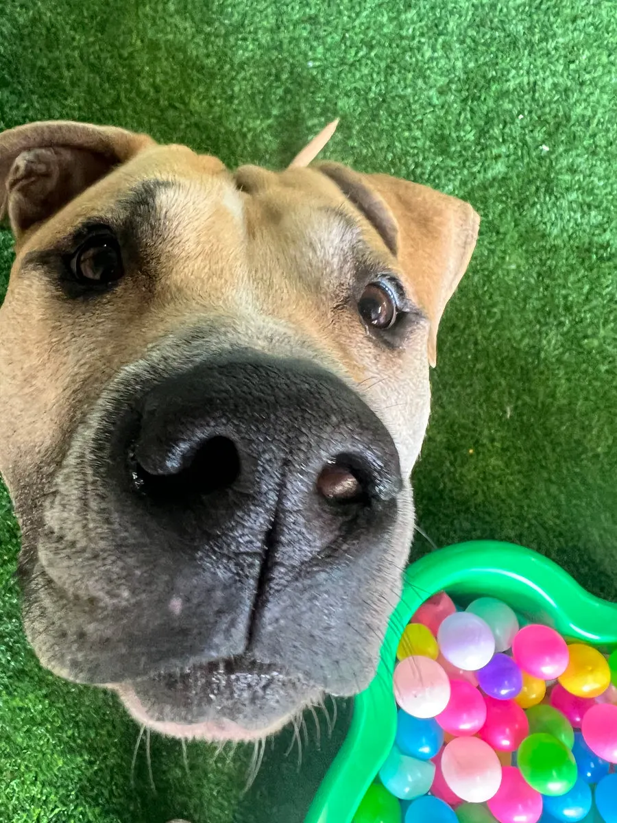 A pup up close by the ball pit