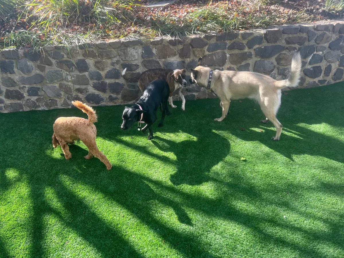 Pups playing together on the grass