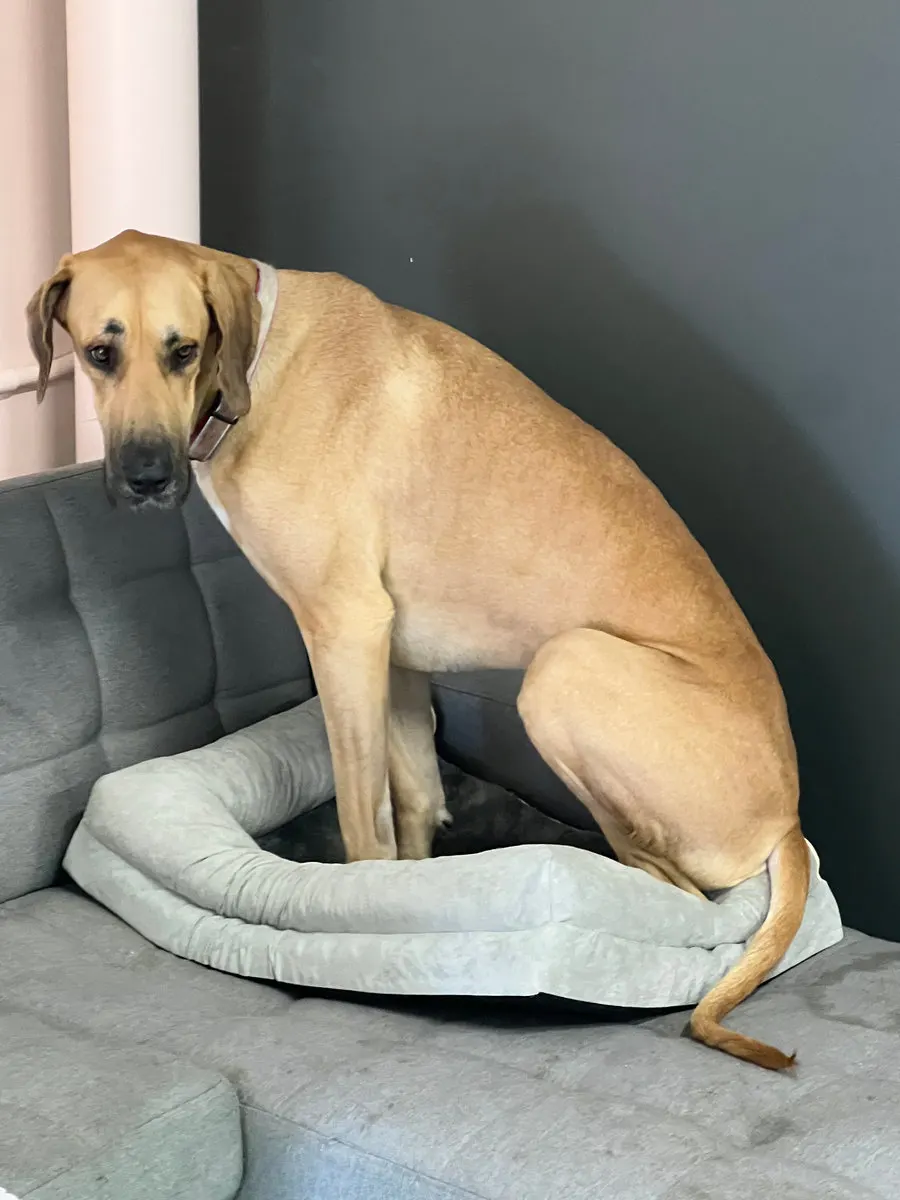 A pup settling onto a comfy bed